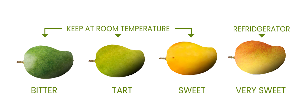 mallika-mr-mango
